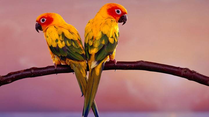 Two Lovely Yellow Birds Sitting On A Branch